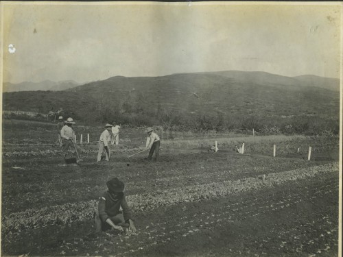v13 10 A [Boys working in the field]