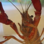 Crayfish 1