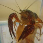 Crayfish 2