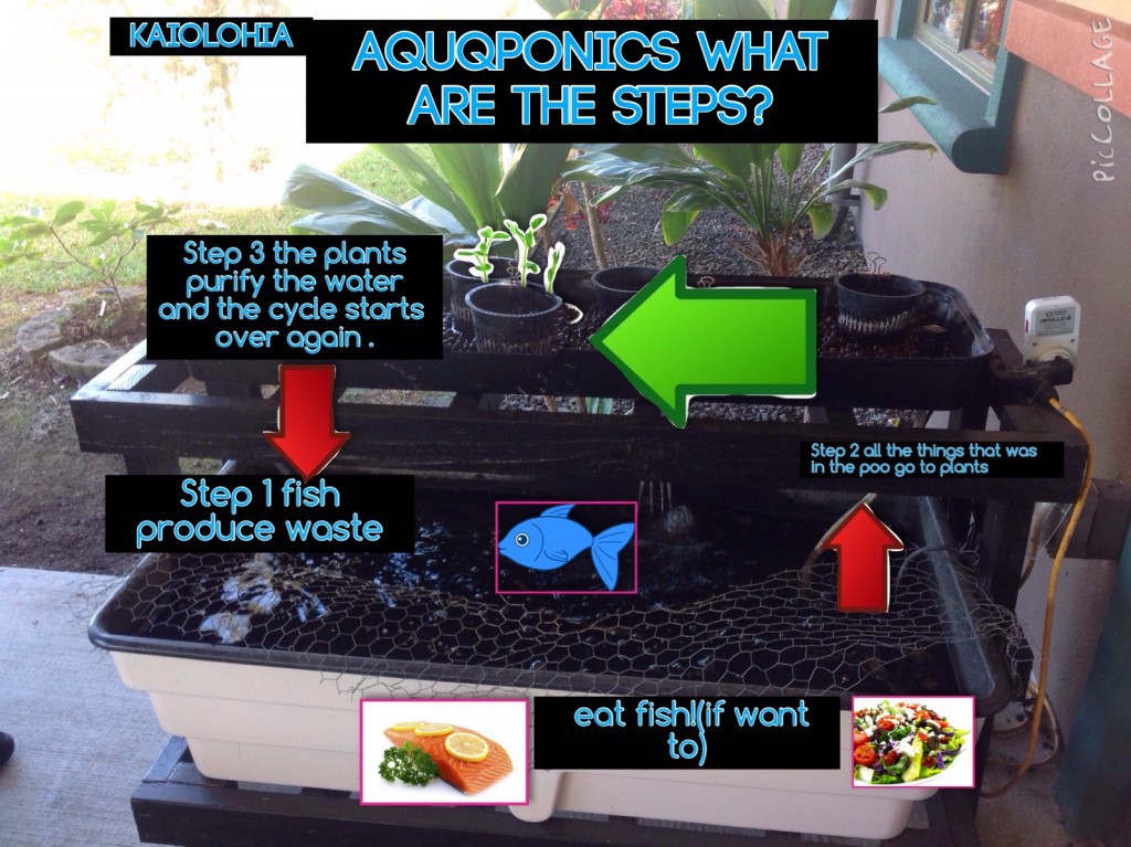 Kaiolohiaʻs Infopic on What is Aquaponics