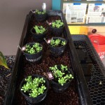 Our new plantings are sprouting!