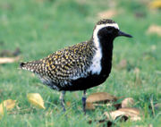 en.wikipedia.org/wiki/Pacific_Golden_Plover